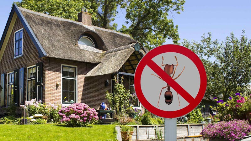 Wat te doen tegen mieren in huis - Centraal Beheer Wat Te Doen Tegen Mieren In Huis - Centraal Beheer