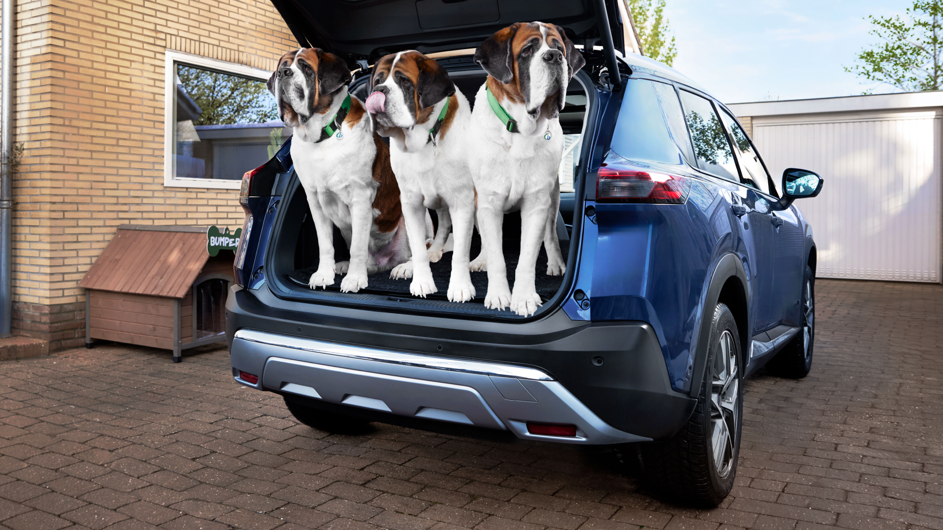 Drie sint Bernhards in de achterbak