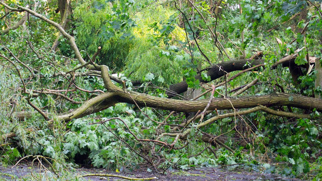 Omgevallen boom door de storm