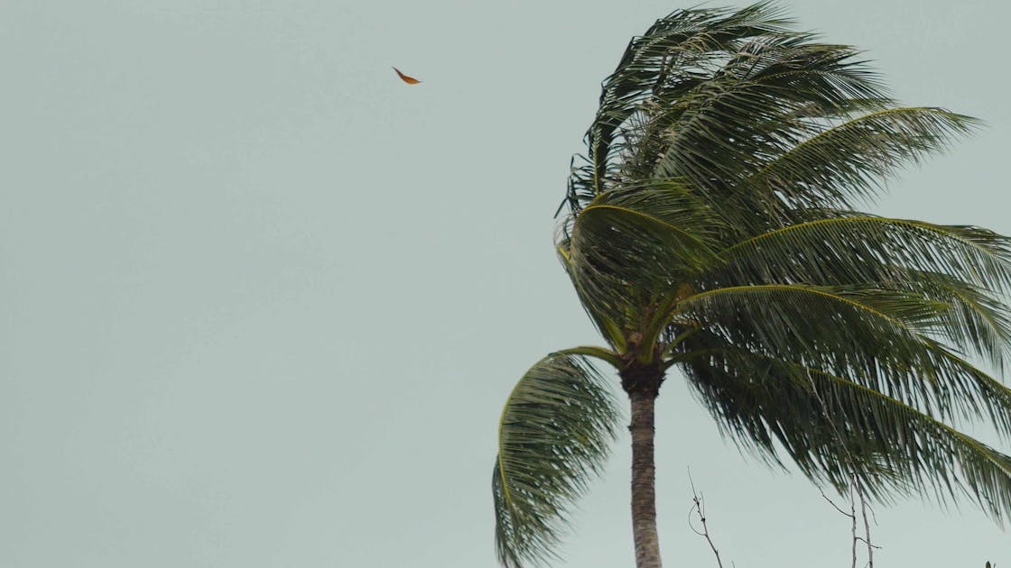 Palmboom in een storm