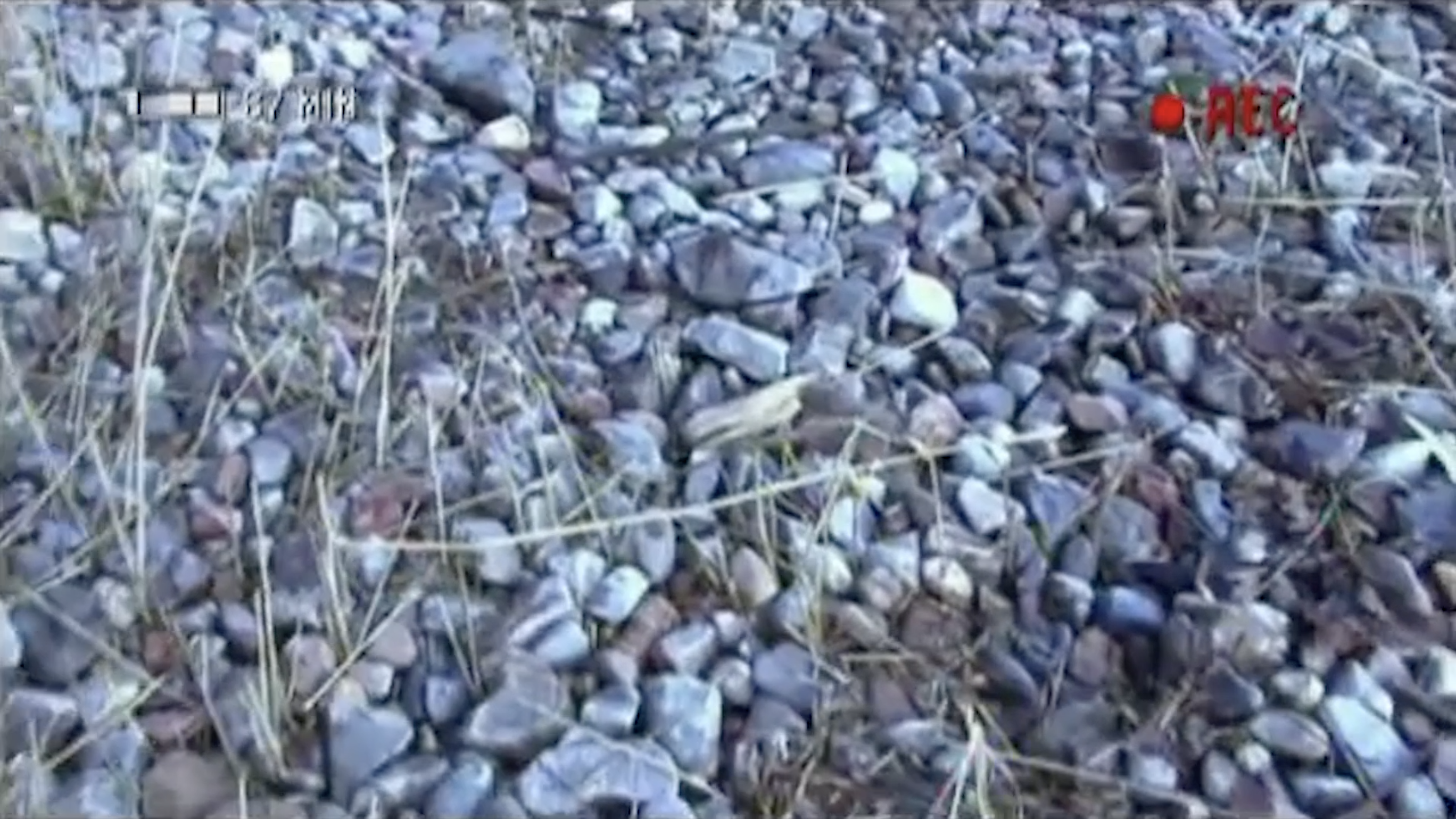 Beeld Even Apeldoorn Bellen video