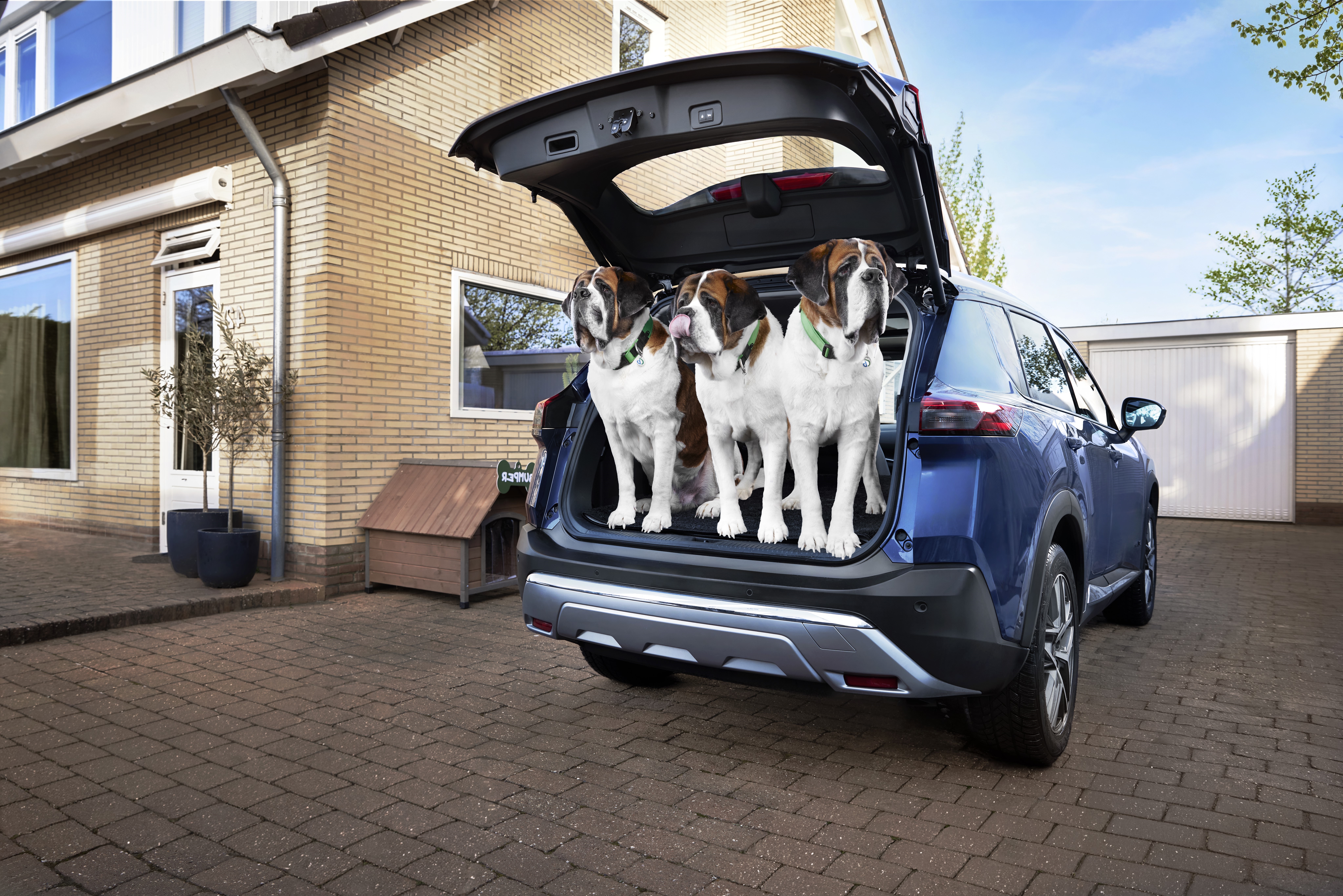 Grote honden in kofferbak